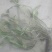 干蒲公英带根