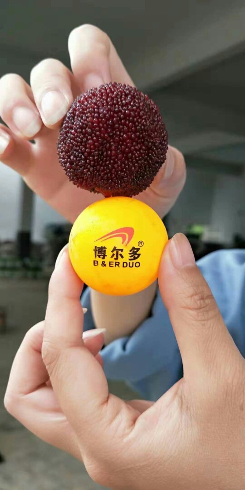 乒乓杨梅3~4cm