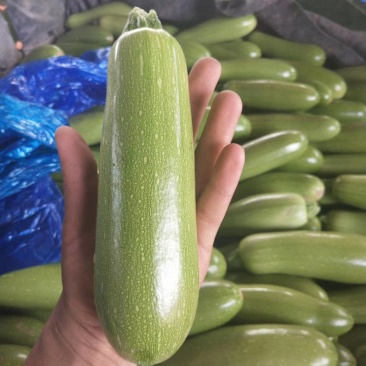 甘蓝包菜精品