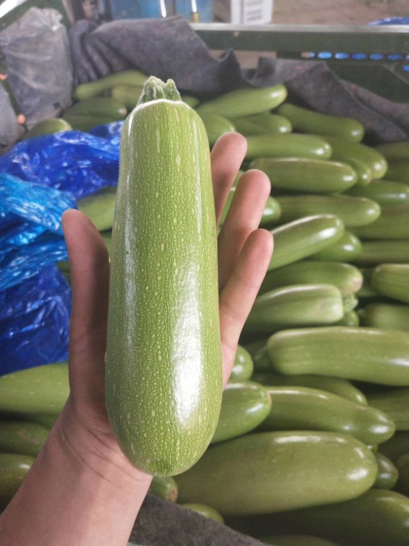 甘蓝包菜精品