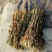 芦苇苗种植/供应批发芦苇苗价格