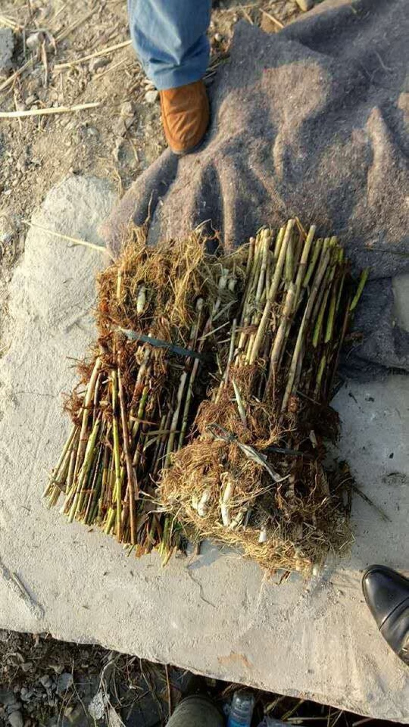 芦苇苗种植/供应批发芦苇苗价格