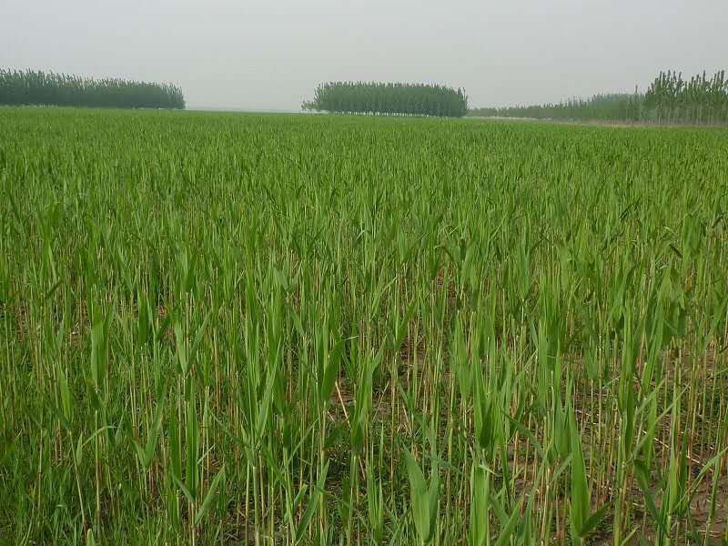 芦苇苗种植/供应批发芦苇苗价格