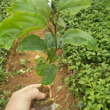 百香果苗