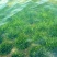 四季生矮苦草，田螺养殖专用