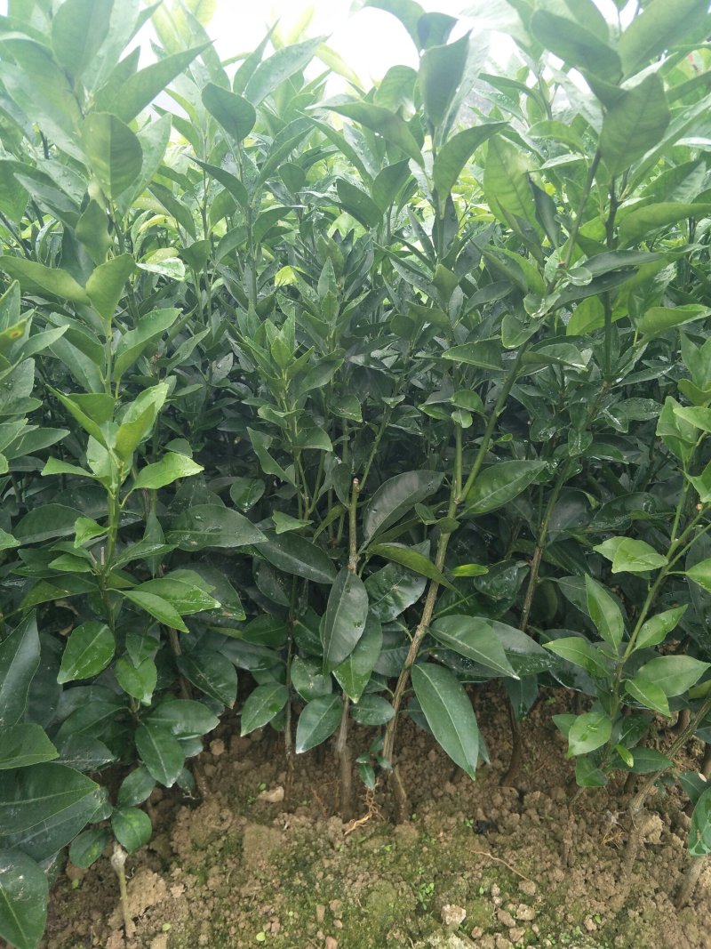 沃柑苗