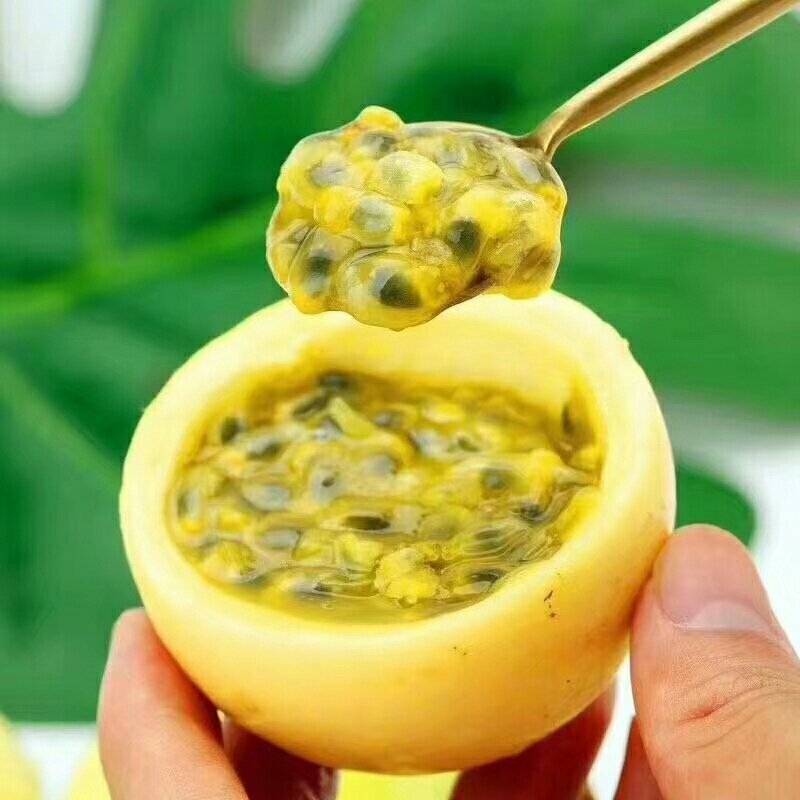 黄金百香果苗