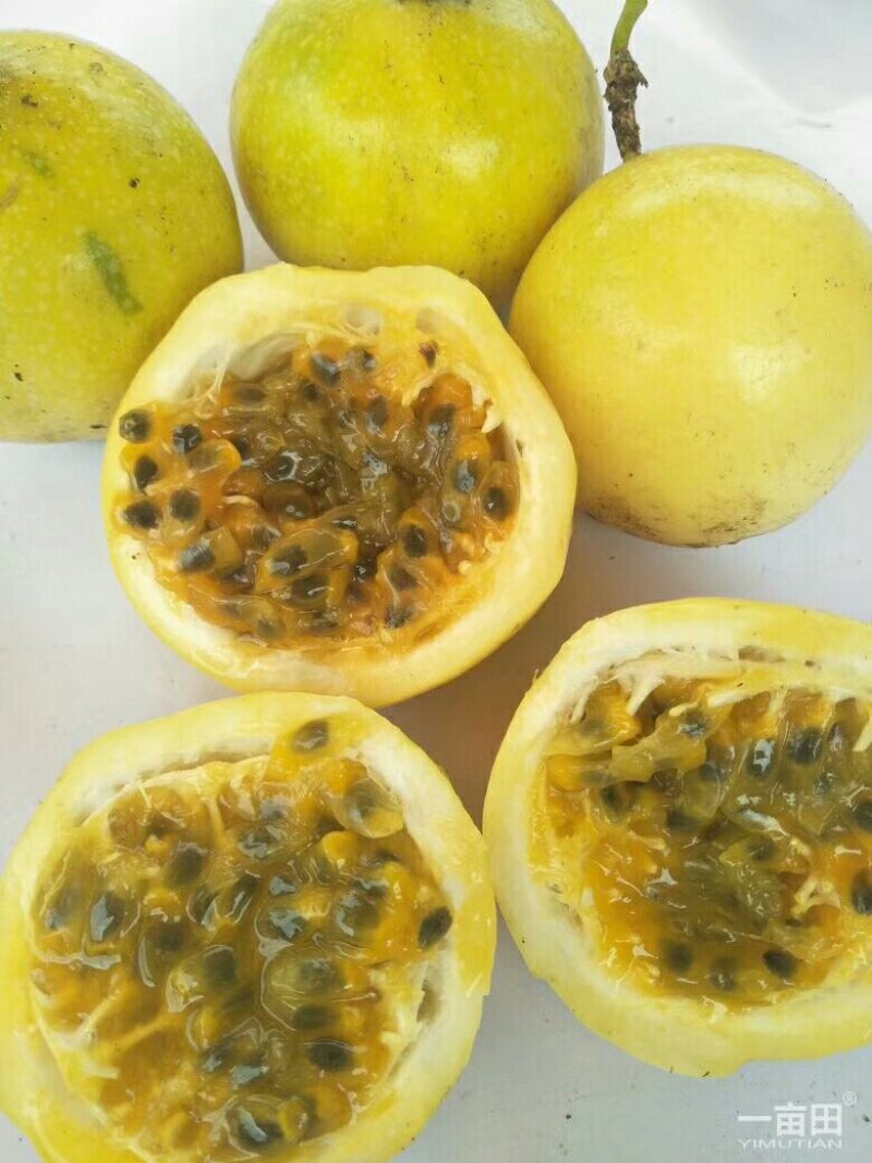 黄金百香果苗
