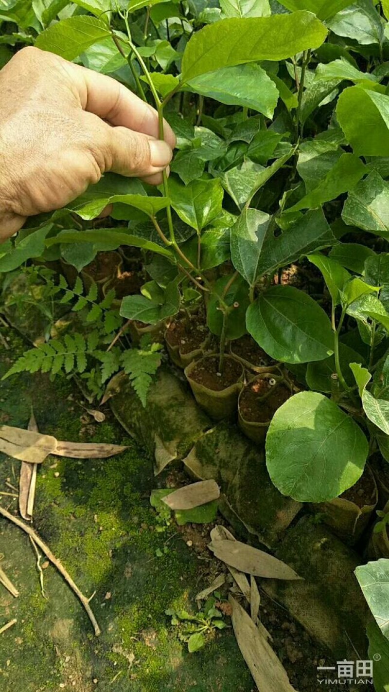 黄金百香果苗