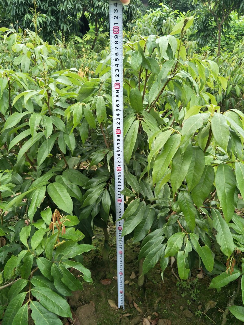 荔枝苗