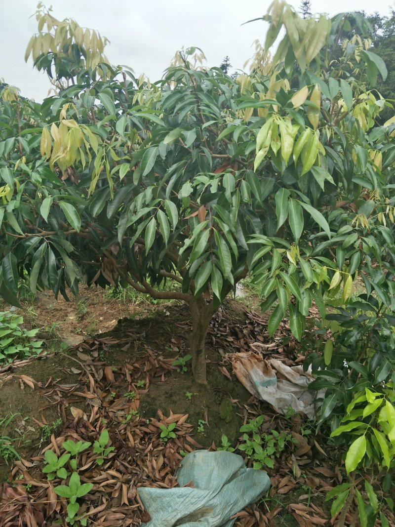 荔枝苗