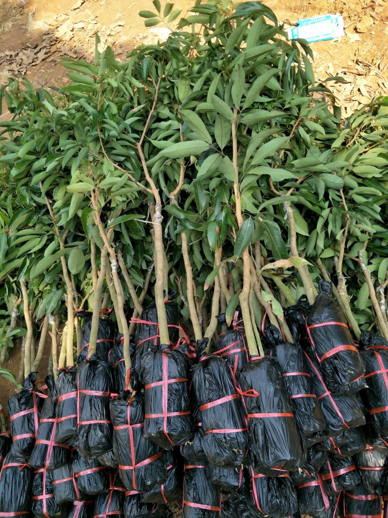 荔枝苗