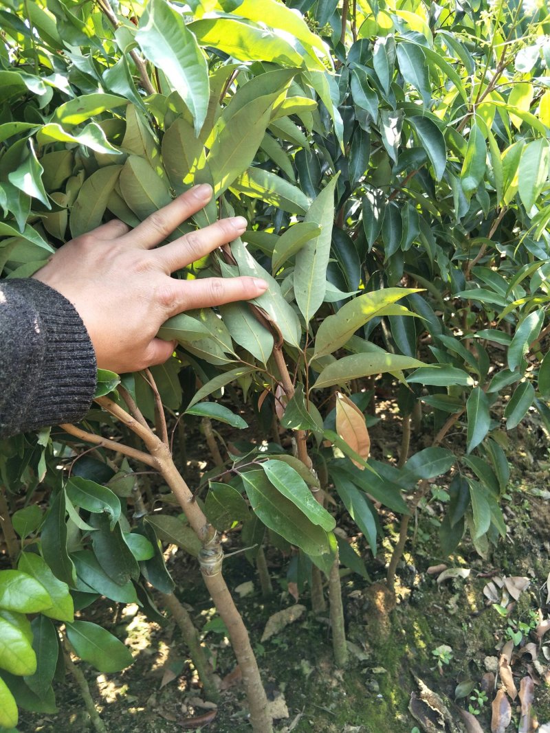 荔枝苗