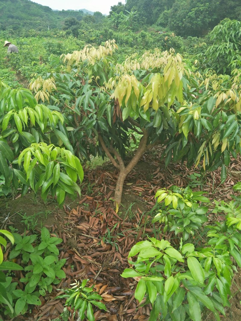 荔枝苗