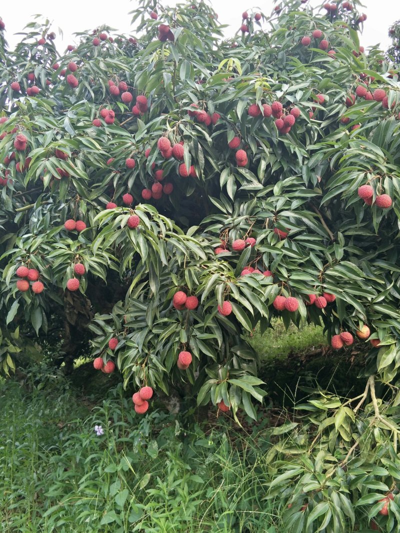 荔枝苗