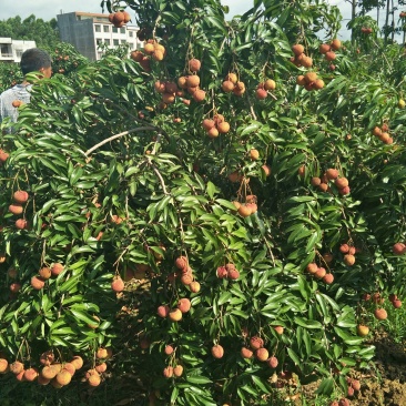 荔枝苗