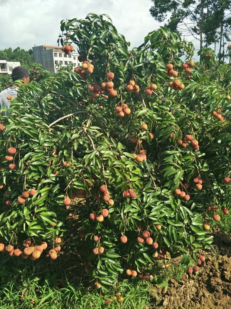 荔枝苗