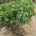 荔枝苗