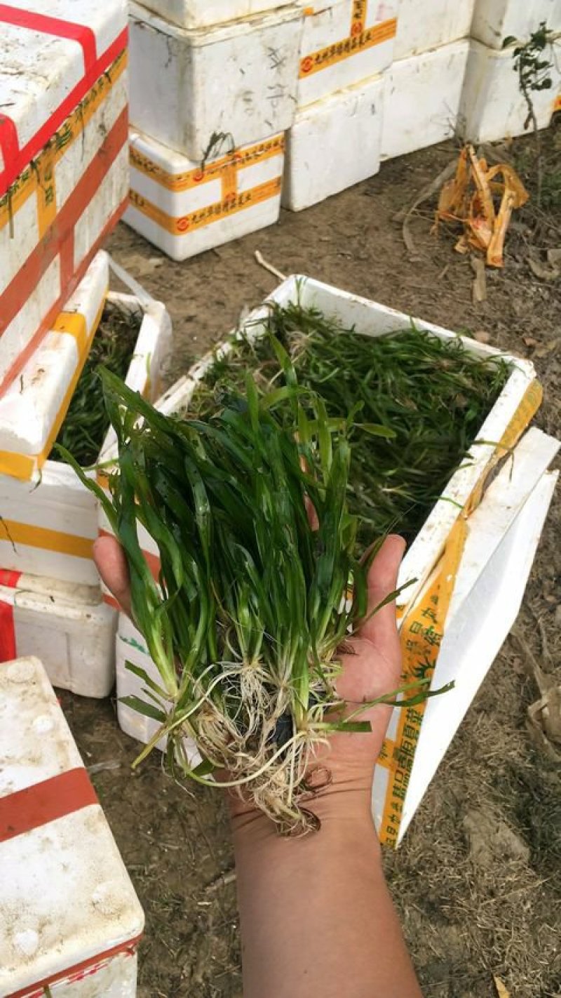 四季矮生苦草，龙虾螃蟹专用水草