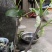 果桑苗白玉王