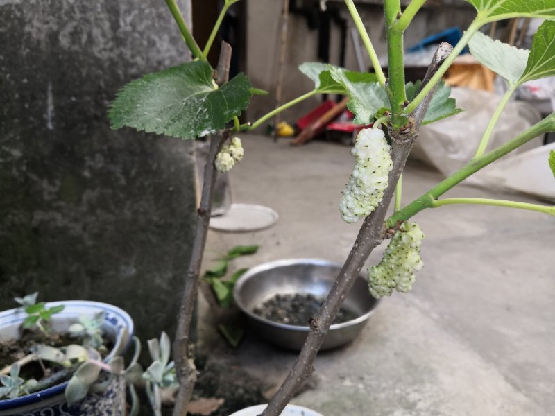 果桑苗白玉王