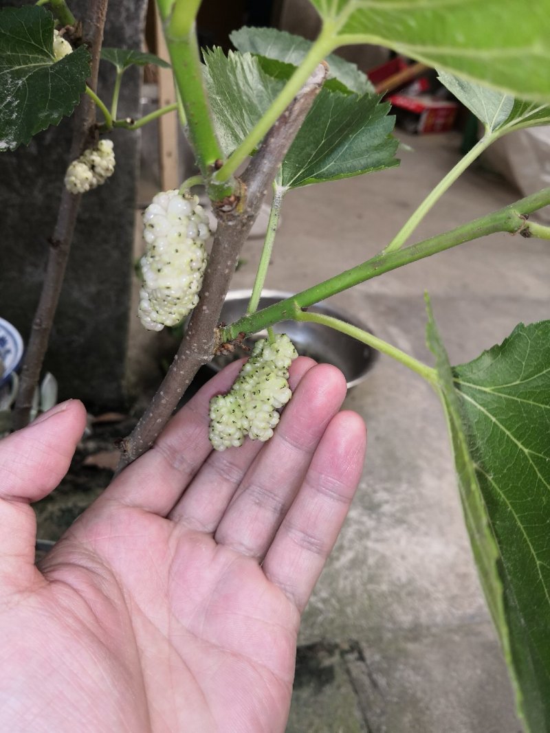 果桑苗白玉王