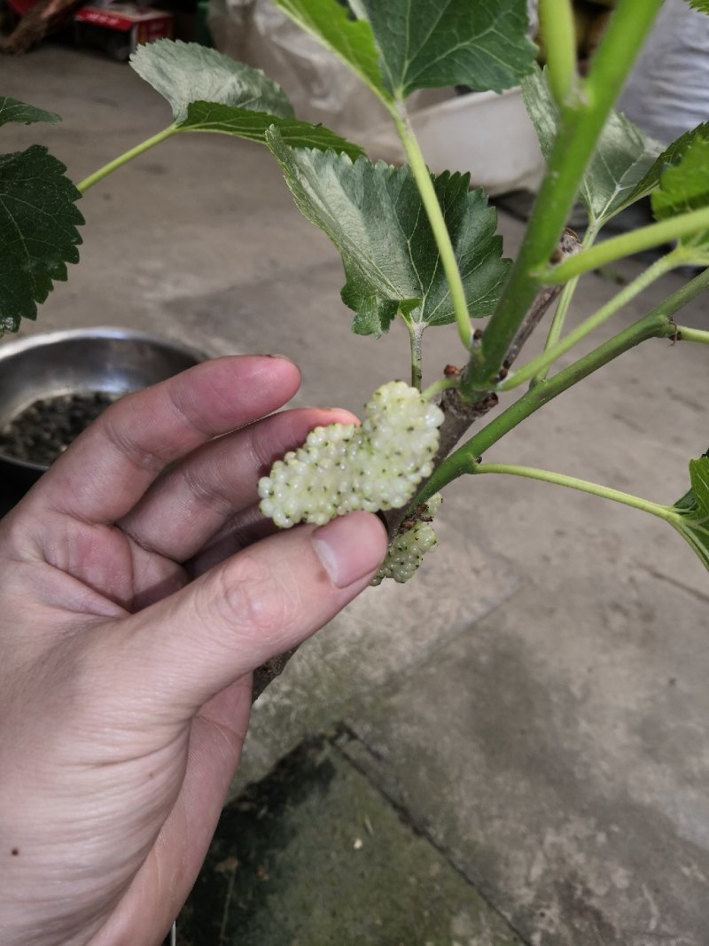 果桑苗白玉王