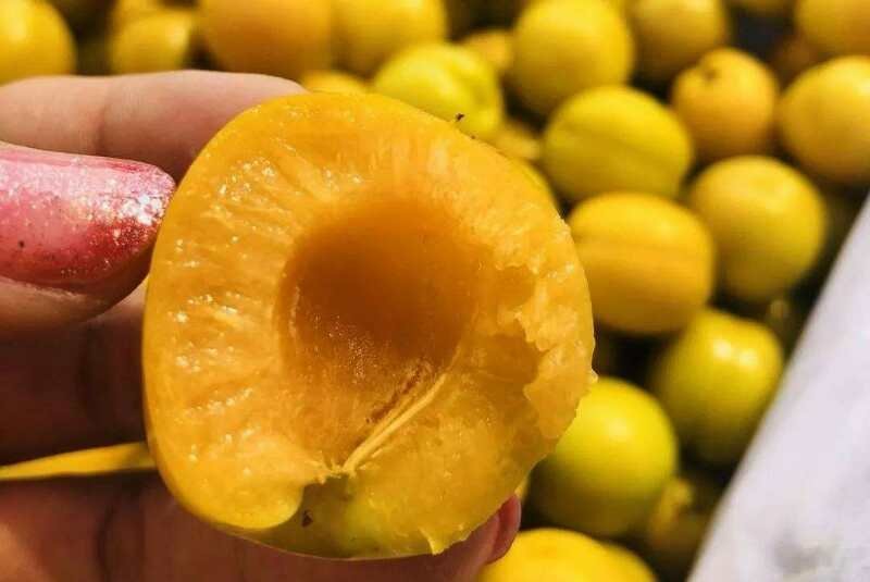 珍珠油杏