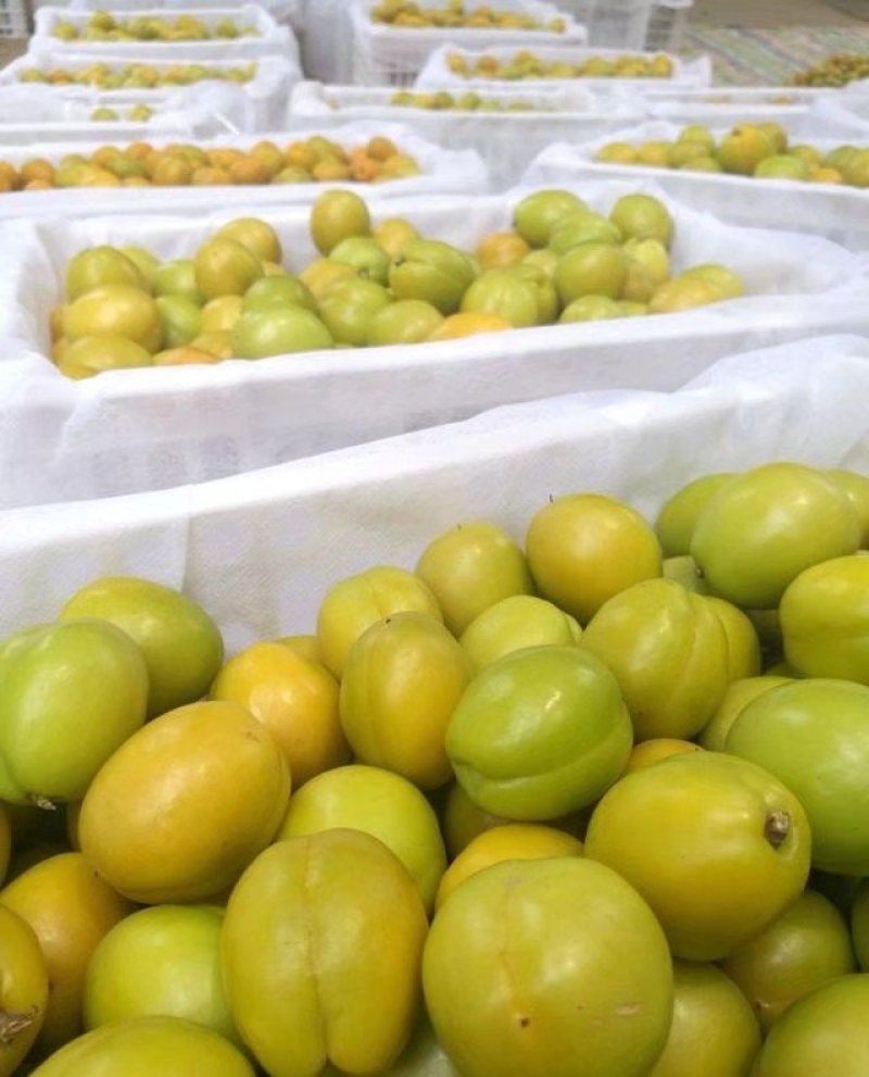 珍珠油杏
