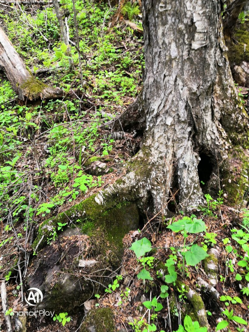 原产地长白山野生桦树茸，假一赔十