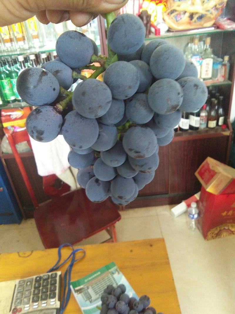 河北京亚葡萄，原产地一手货源新鲜上市，颗粒大而饱满，上市中