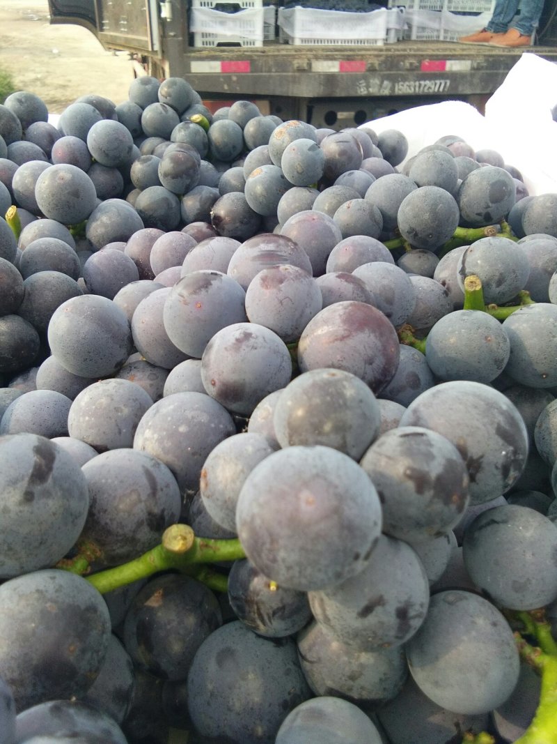 河北京亚葡萄，原产地一手货源新鲜上市，颗粒大而饱满，上市中