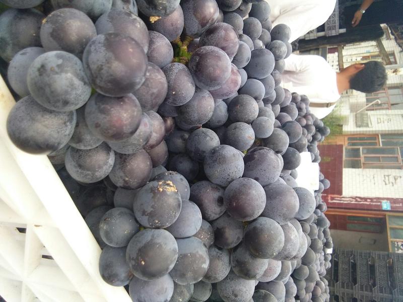 河北京亚葡萄，原产地一手货源新鲜上市，颗粒大而饱满，上市中