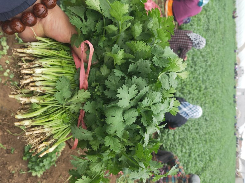 香菜质量好，面积大期待与新老客户合作