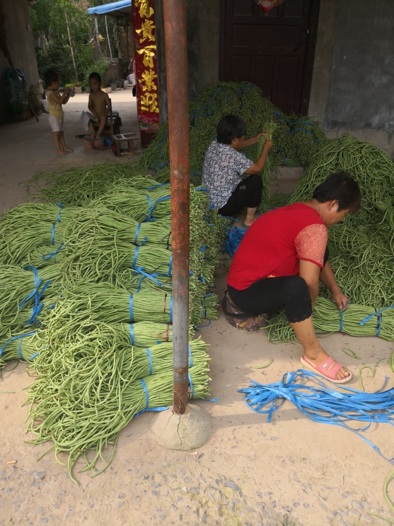 精品豆角，豆角绿色食品，无农药无公害