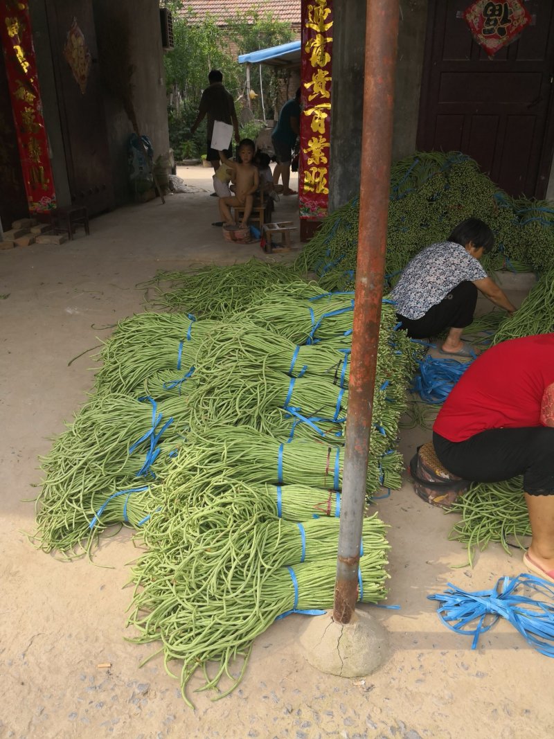 精品豆角，豆角绿色食品，无农药无公害
