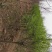 大量出售大田定植华北卫矛球，又名丝绵木球，地径3-8公分