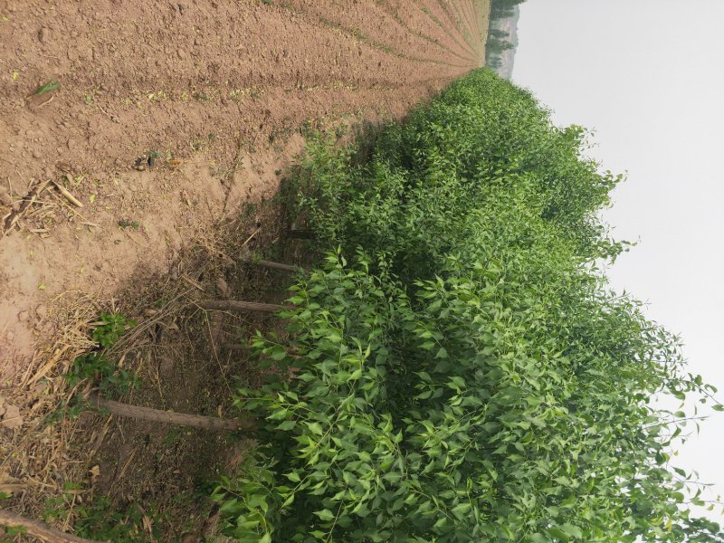 大量出售大田定植华北卫矛球，又名丝绵木球，地径3-8公分