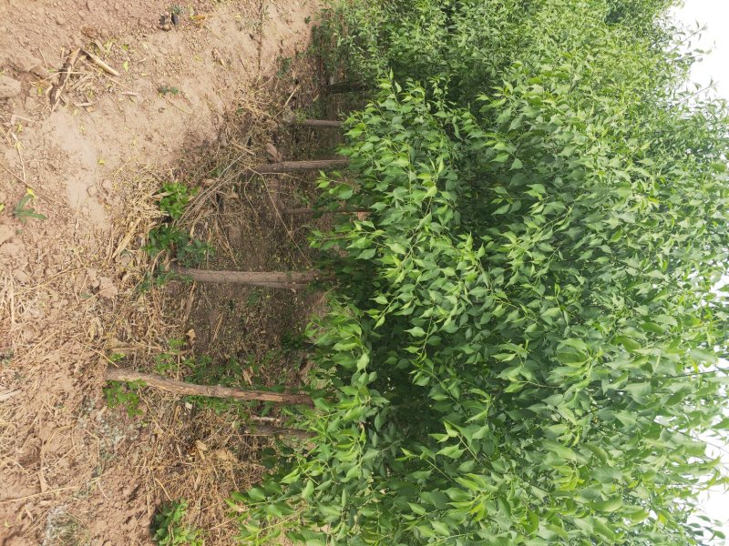大量出售大田定植华北卫矛球，又名丝绵木球，地径3-8公分