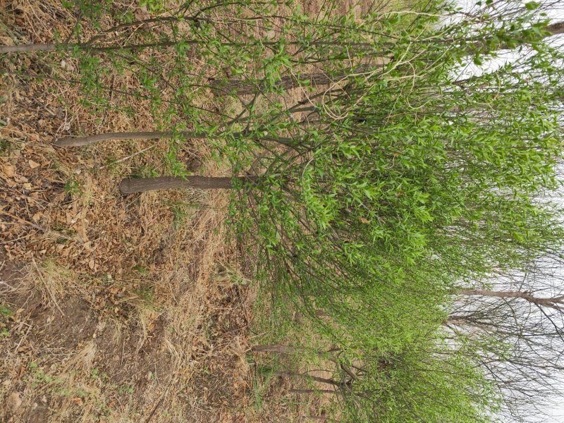 大量出售大田定植华北卫矛球，又名丝绵木球，地径3-8公分