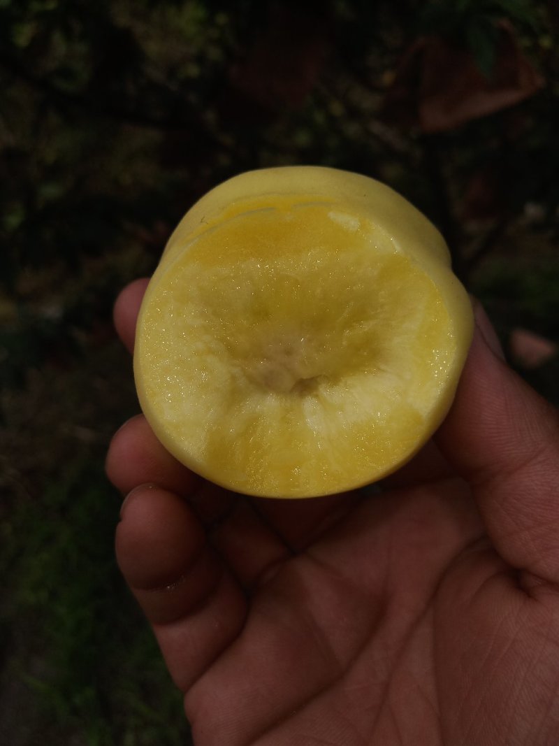黄桃