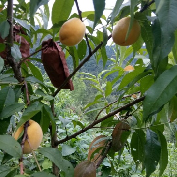 黄桃