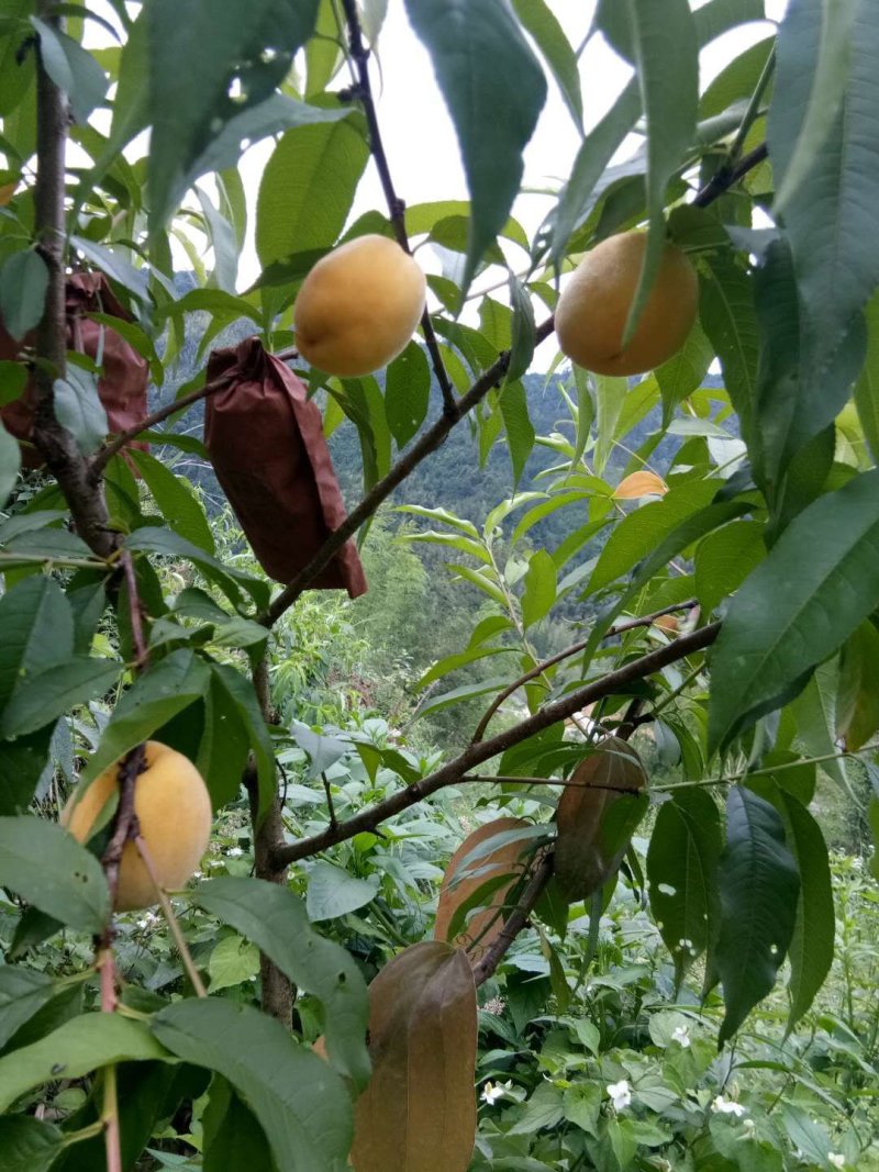 黄桃