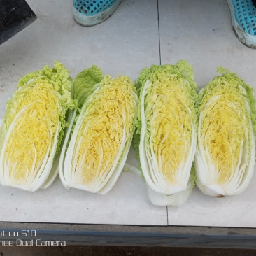 玲珑黄娃娃菜