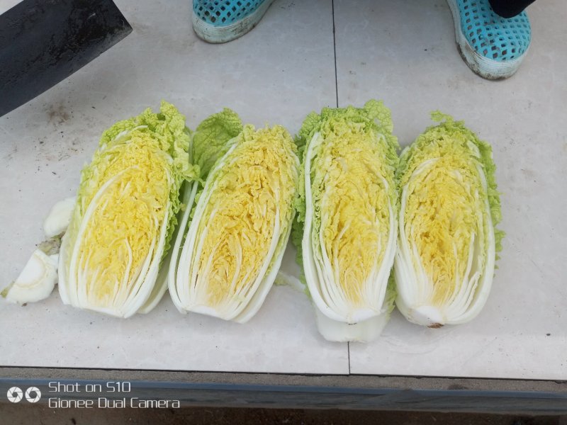 玲珑黄娃娃菜