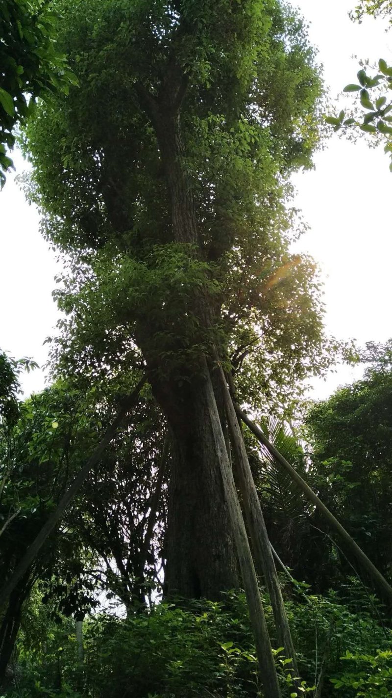 樟树香樟树60公分起地苗