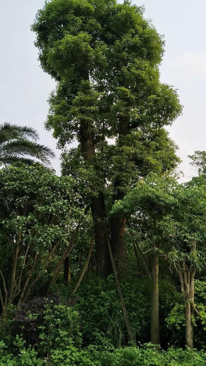 樟树香樟树60公分起地苗