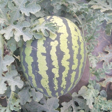 蒲城甜王