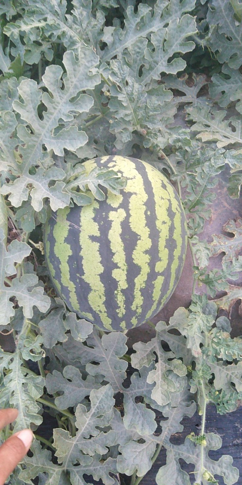 蒲城甜王