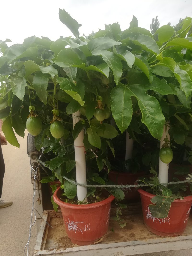 百香果盆栽